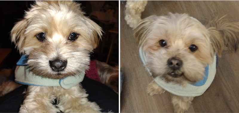 Biscuit and Buddy - ADOPTED