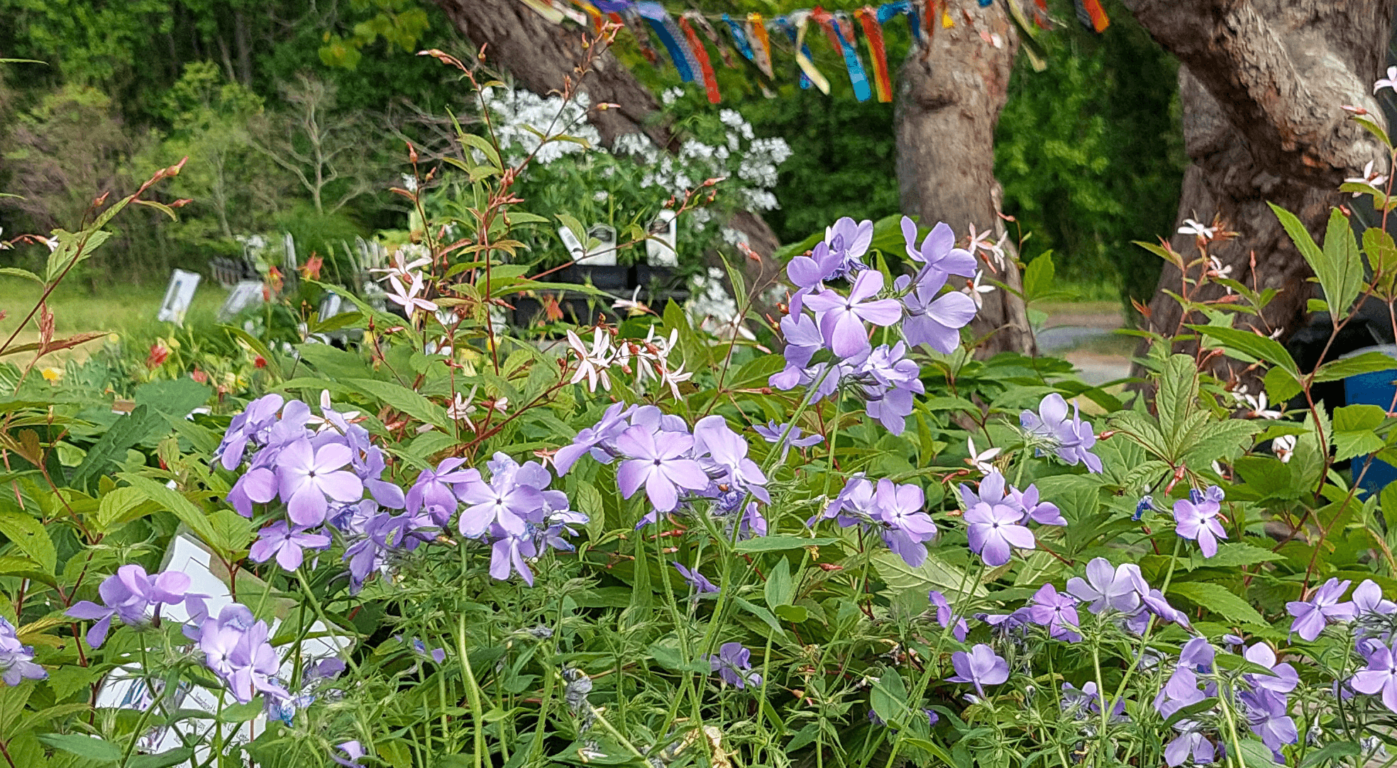 Native Plants & Floristic Biodiversity