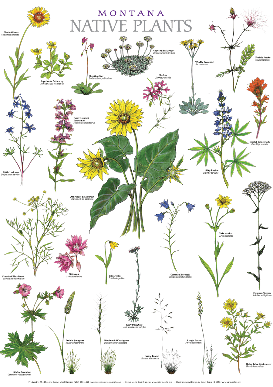 Montana Native & Invasive Posters